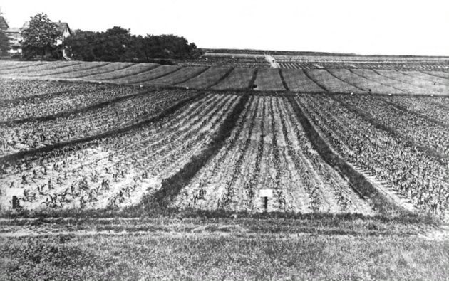 Photo from Bezilla, The College of Agriculture at Penn State, 43.